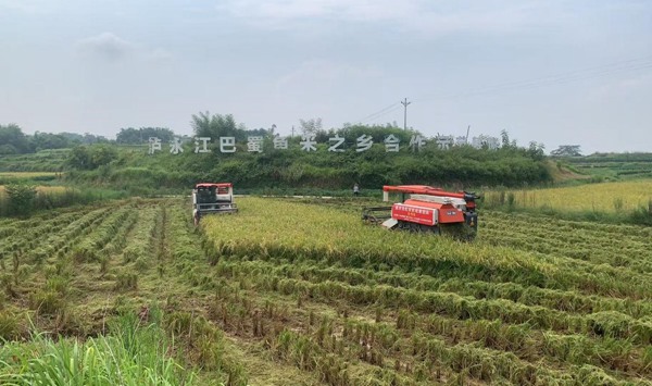在江津，收割机穿梭田间收割水稻。牟举辉摄