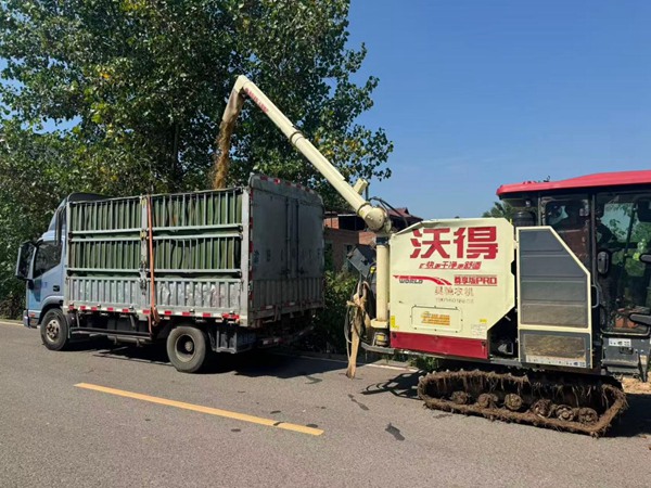 在永川，收割机在将粮食转往运输车。邹家杰摄